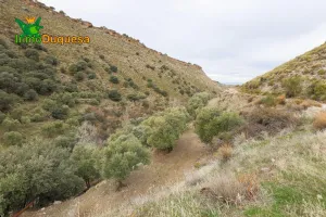Finca rústica de olivos en Monachil.