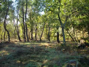 FINCA RÚSTICA  EN LA ZONA CÁLIDA DE LA SIERRA