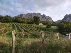 Cabaña con plantación de arandanos