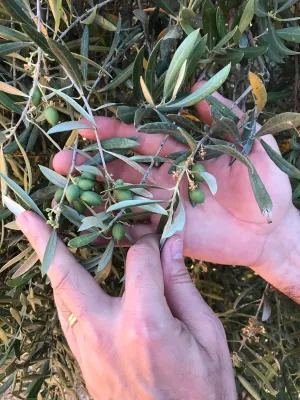 Venta 2 Fincas Deifontes y Cogollos Vega