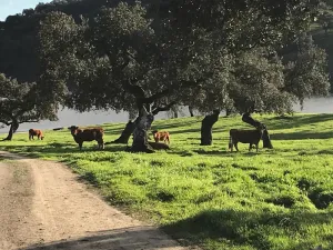 ESPECTACULAR FINCA RUSTICA Y GANADERA