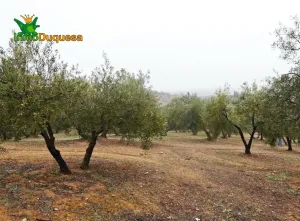 Finca rústica en Peligros - Sierra de la Alfaguara.