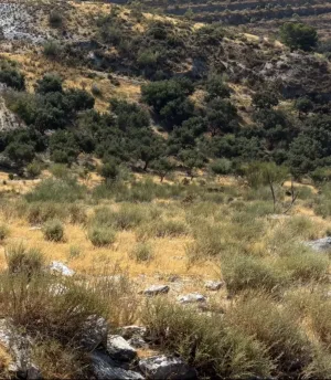 Gran finca rústica de regadío de 51.000 m² en