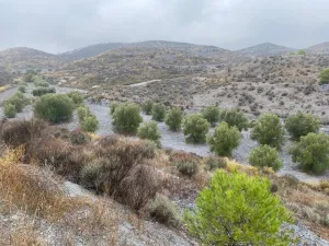 FINCA OLIVOS Y PINOS