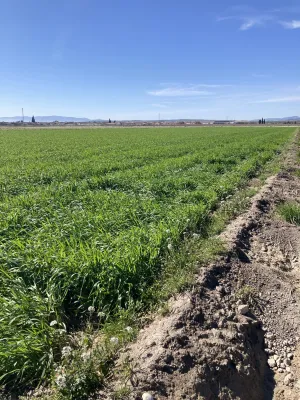 Finca agrícola de regadío en la vega Granada