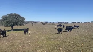 OPORTUNIDAD DEHESA GANADERA 440h