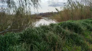Finca rústica en Xerta con acceso directo al río Ebro