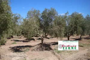 Finca de olivar y almendros en Grana
