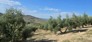 Fica Olivar Regadio en venta