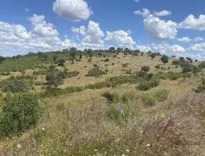 Dehesa Tamujoso | 650 ha de dehesa productiva con explotación ganadera y cinegética en Huelva