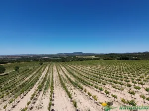finca en venta 544 has. labor viña caza mayor