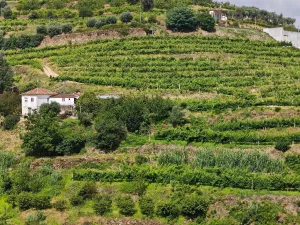 Finca en Resende