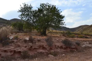 ^^FINCA RÚSTICA DE MÁS DE 2.500.000 M2 EN ALQUILER CON OPCIÓN A COMPRA, CON POSIBILIDAD DE RECONSTRUCCIÓN DE VIVIENDAS DE MÁS DE 600 M2, ENTRE LORCA Y ÁGUILAS, MURCIA. VISTAS AL MAR^^ Se ofrec
