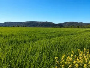 EXCLUSIVA EXPLOTACIÓN AGROGANADERA DE 172 ha