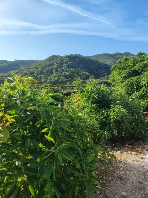 FINCA AGUACATES CON PRODUCCION EN CRECIMIENTO