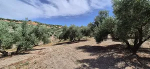 Finca Olivar 100 olivos