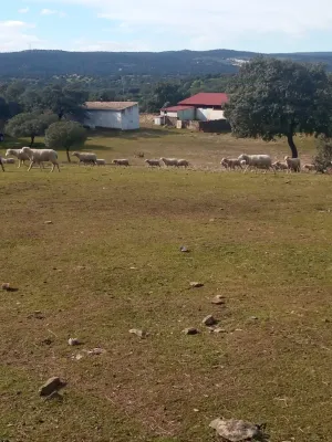 FINCA DE DEHESA DE 30 HECTÁREAS EN PLENA SIERRA MORENA (CORDOBA)