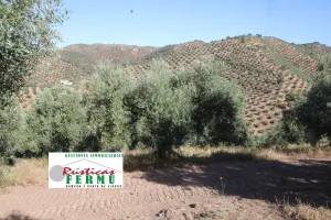 Finca de olivos carrileados