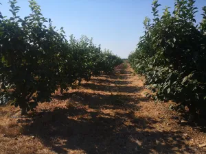 Finca agrícola de 2,24 ha - 27 hanegadas
