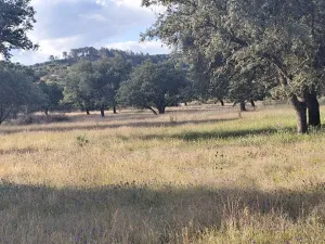Se vende finca con actividad ganadera ovina