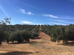 VENTA FINCA DE OLIVAR. CORTIJO DEL ARROYO