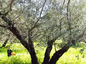 Finca rústica con vivienda, olivar, frutales