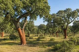 ^**^ACTIVO PATRIMONIAL ÚNICO EN ESPAÑA –4.500 HECTÁREAS DE DEHESA, CAZA, RECURSOS NATURALES Y EXPLOTACIÓN AGROFORESTAL^**^