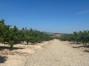FINCA EN ALHAMA DE MURCIA