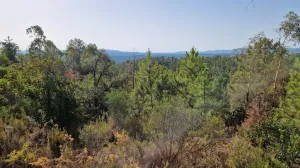 Finca forestal de 220 hectáreas en Massanes