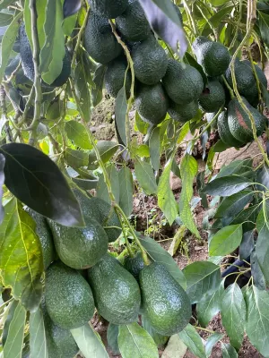 Finca agrícola productiva