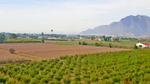 Finca en Callosa de Segura
