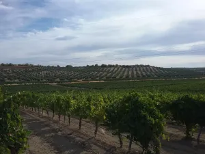 OPORTUNIDAD VENTA DE GRAN FINCA DE REGADIO