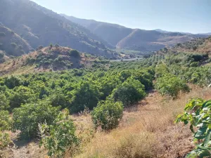 Finca de aguacates
