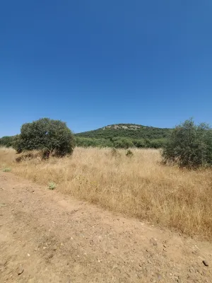 Finca de 100 Ha de Monte