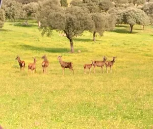 FINCA GANADERA , AGRICOLA Y CINEGETICA