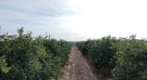 Exclusiva finca en Lomas de Pichardo