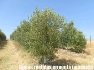 finca en venta 20 has. olivar regadío Toledo