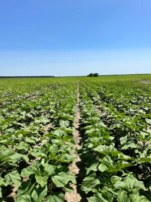 Finca agrícola en rumania