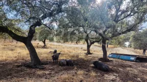 Dehesa ganadera en venta en Huelva