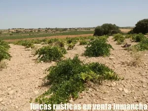 finca en venta 70 has. labor olivar riego