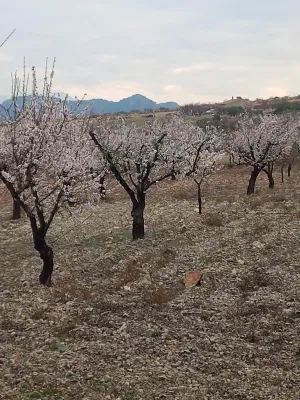 VENTA FINCA SECANO PRODUCCION ECOLÓGICA