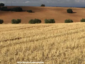 finca en venta 1309 Has. labor caza menor