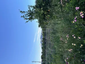 Fantastica Finca Rustica en Estepona
