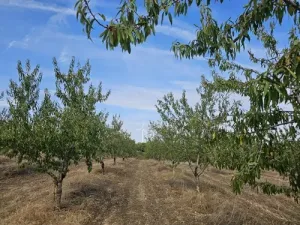 Finca rústica de cultivo en Gandesa