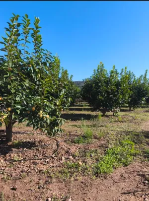 Campo Caqui