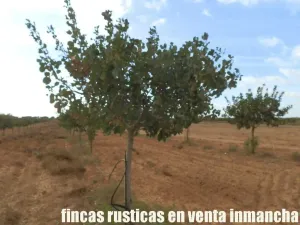 finca en venta 22 has. Pistacho-Labor riego