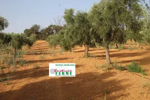 Finca mixta en el  VALLE DE LOS PEDROCHES.