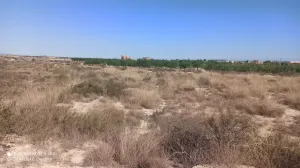 PARCELAS rústicas en Agost.