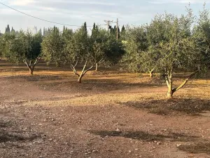 Finca rustica zona Amposta