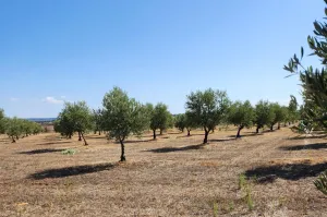 Olivar Con Buen Acceso En Plena Producción